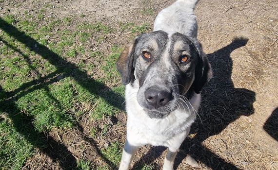 Look Tierschutzverein