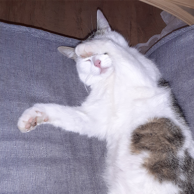 Bella - Mach mal das große Licht aus!