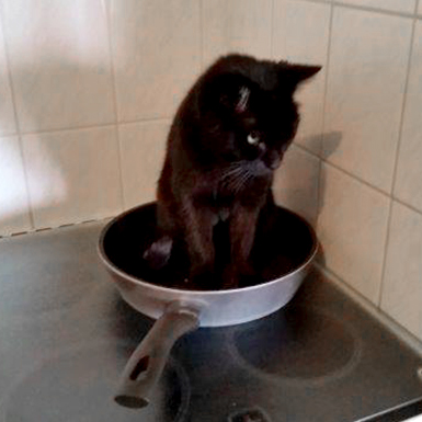 Blacky - Das Fett muss weg!