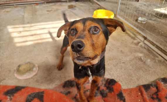 Look Tierschutzverein