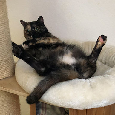 Emy - Katzenyoga für Fortgeschrittene