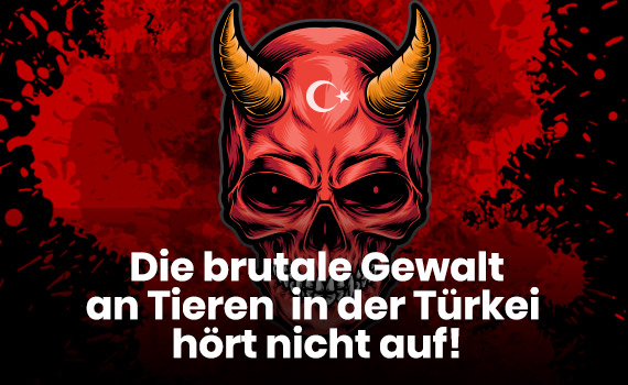 Die brutale Gewalt an Tieren in der Türkei hört nicht auf!