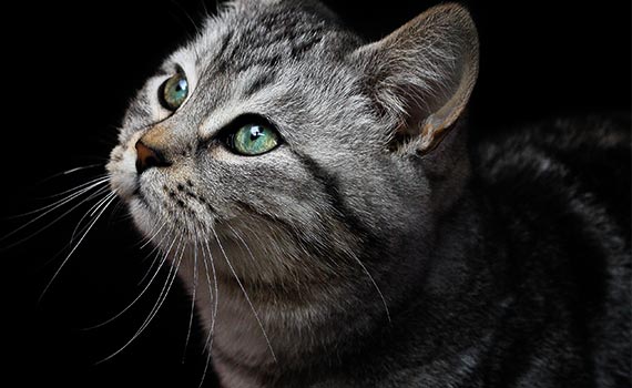 Katzen: sie waren einst heilig 