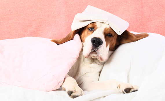 Ist mein Hund krank?