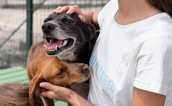 Gute Gründe einen Hund zu adoptieren!