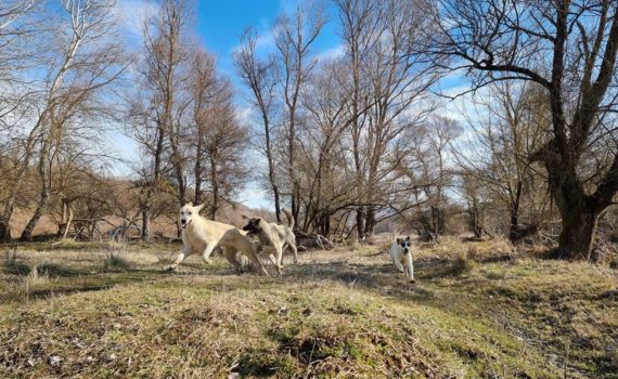 Tierschutzverein in Hamburg und München