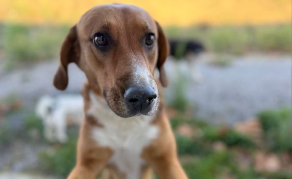 Look-Tierschutzverein Deutschland e.V.