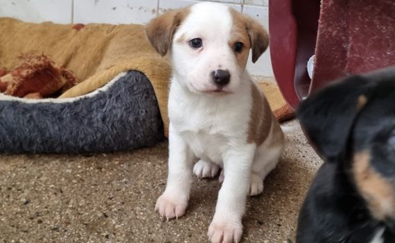 Look Tierschutzverein