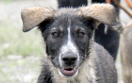 Look Tierschutzverein