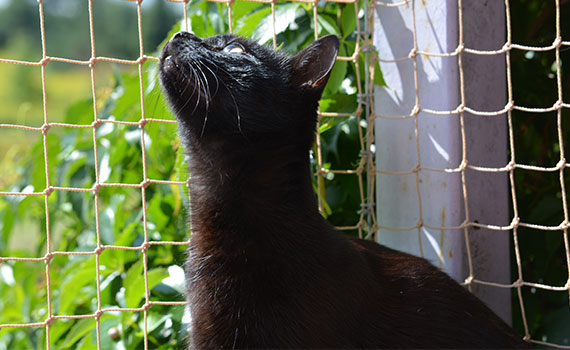 Ein katzensicherer Balkon