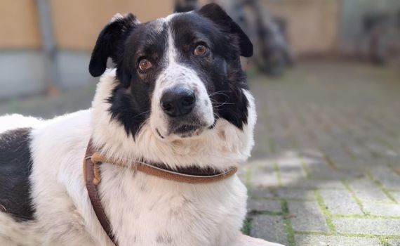 Look Tierschutzverein