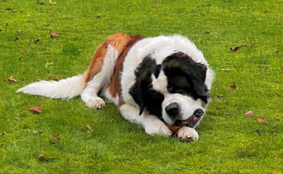 Schröder