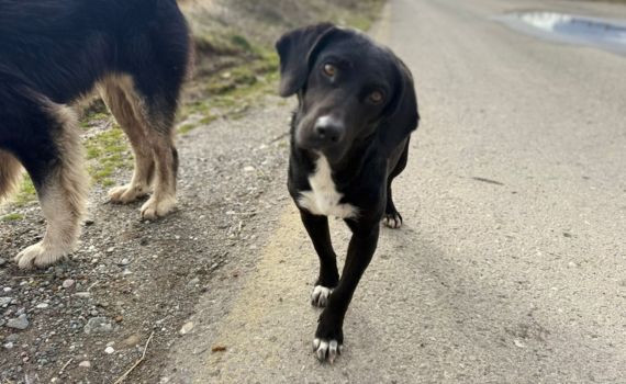 Look Tierschutzverein