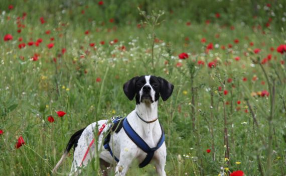 Look Tierschutzverein