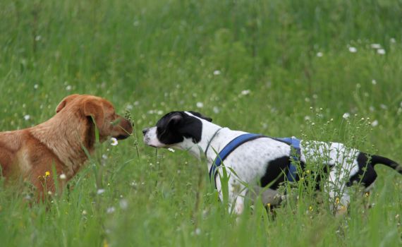 Look-Tierschutzverein Deutschland e.V.
