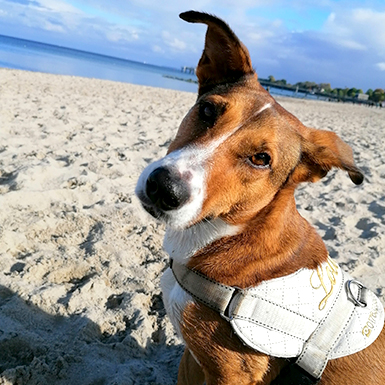 Lotte - Müssen wir wirklich schon nach Hause?