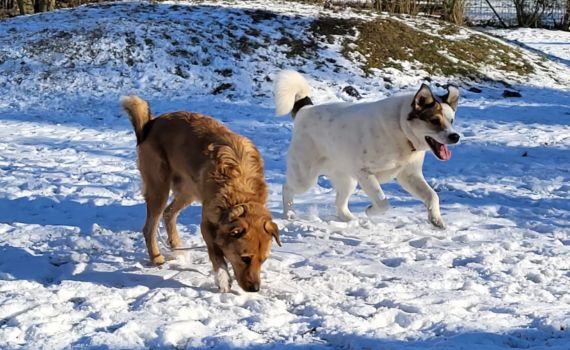 Look-Tierschutzverein Deutschland e.V.