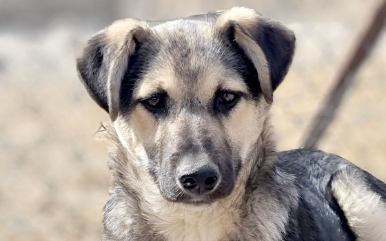 Mogli