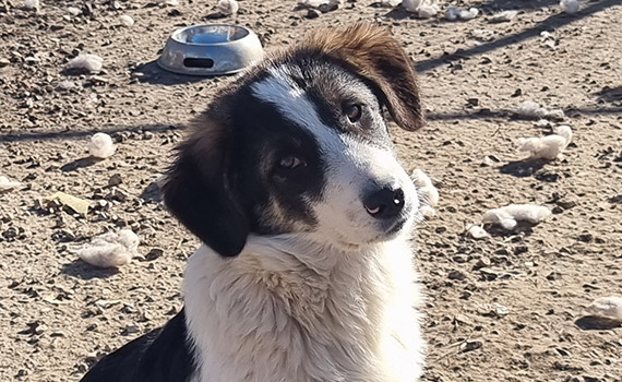 Mogli
