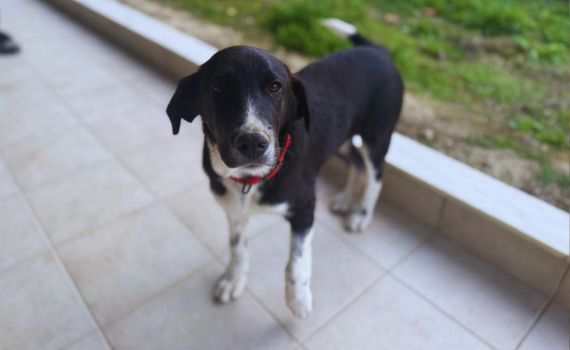 Look Tierschutzverein