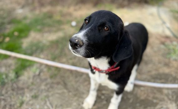 Tierschutzverein in Hamburg und München