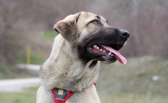Nala