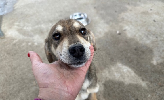 Nalla