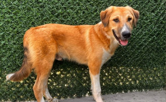 Tierschutzverein in Hamburg und München