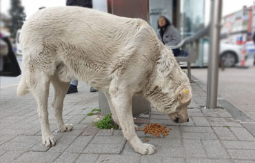 Unterstütze ein ganzes Tierheim oder Tiere auf der Strasse!
