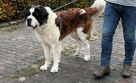 Tierschutzverein in Hamburg und München