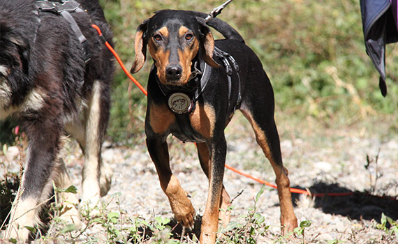 Look-Tierschutzverein Deutschland e.V.