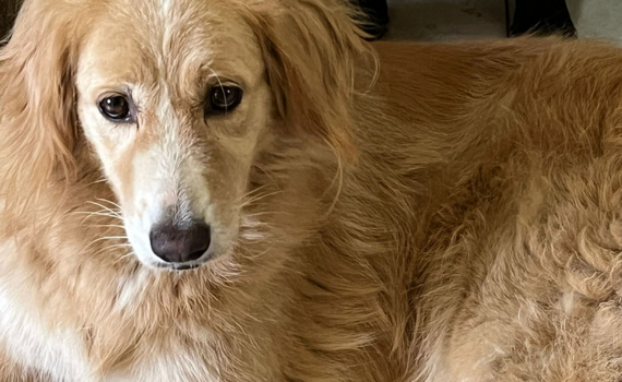 Look-Tierschutzverein Deutschland e.V.