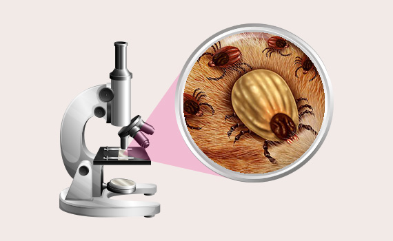 Lyme-Borreliose